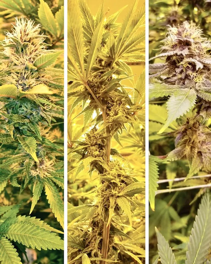 Level Up Your Setup: The Only Cannabis Gear Guide You'll Ever Actually Need