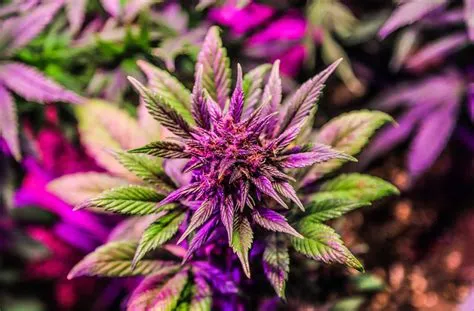 Method Matters: Why Your Palate Needs a Full Reset Between Smoking, Vaping, Dabbing, and Edibles