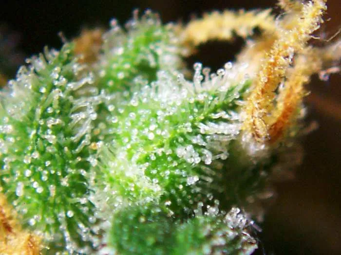 When Your Taste Buds Go Numb: The Sensory Reset Every Cannabis Lover Actually Needs